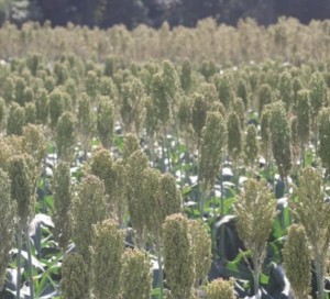 Santa Cruz: El sorgo consolida su crecimiento y se encamina hacia el millón de hectáreas cultivadas