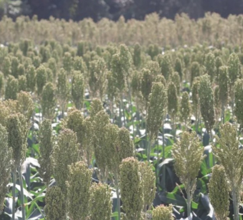 Santa Cruz: El sorgo consolida su crecimiento y se encamina hacia el millón de hectáreas cultivadas