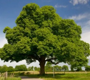 La biotecnología busca recuperar un árbol que casi desapareció en Estados Unidos 
