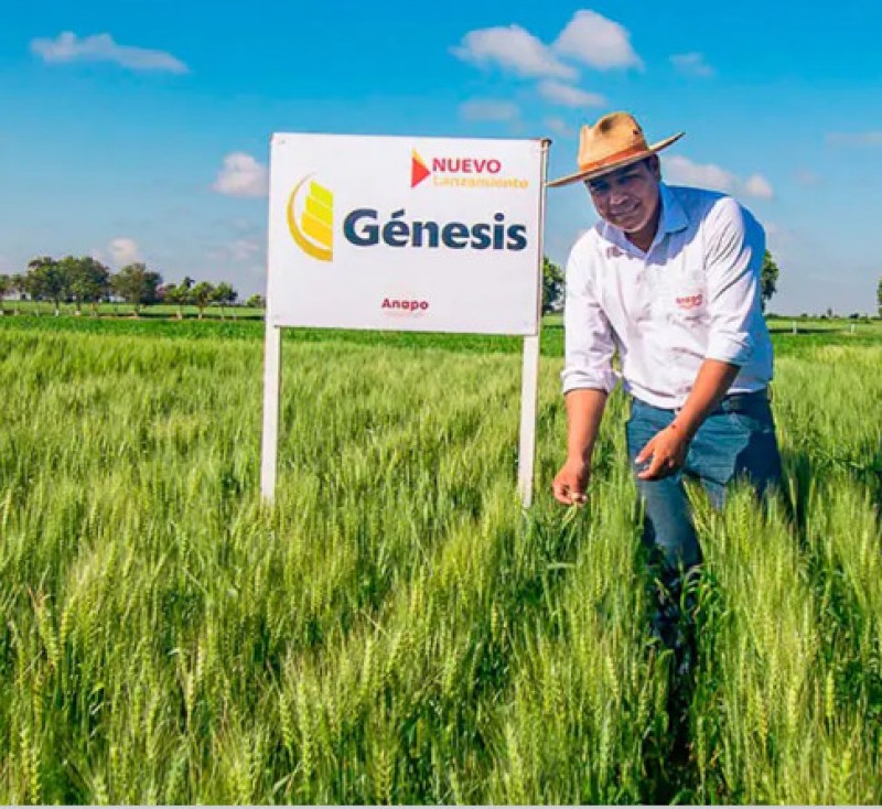 Anapo presenta a Génesis, la variedad de trigo desarrollada para elevar la productividad