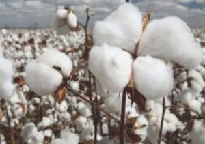 Comitiva de Senasa Perú evaluará importar algodón boliviano