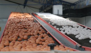Huevos orgánicos duplican el impacto climático que los de jaula, de acuerdo con Oxford