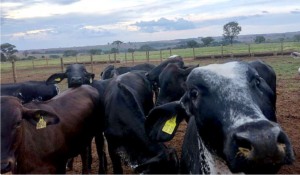 La Unión Europea podría prohibir las importaciones de carne de Brasil a partir de septiembre 