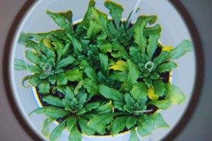 Identifican un mecanismo para activar el sistema de defensa de las plantas