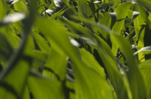 Argentina: Aprueban un nuevo maíz OGM con protección contra insectos y tolerancia a herbicidas