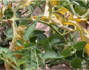 Una solución biológica contra Fusarium: hallan bacterias capaces de degradar la micotoxina del hongo