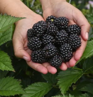 Moras sin semillas y cerezos editados que crecen como arbustos: ¿el futuro de los alimentos?