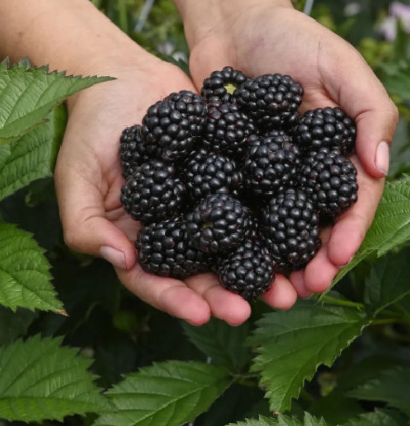 Moras sin semillas y cerezos editados que crecen como arbustos: ¿el futuro de los alimentos?