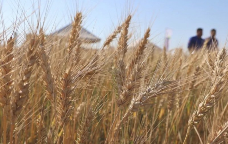 Bolivia: Diésel, crisis climática y seguridad jurídica amenazan la seguridad alimentaria