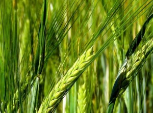 Brasil: Cosecha PR 2025/26: La siembra de cebada alcanza una superficie récord