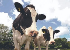 Bolivia: Vacas, kilos y cifras: la ciencia de datos entra al negocio de la ganadería