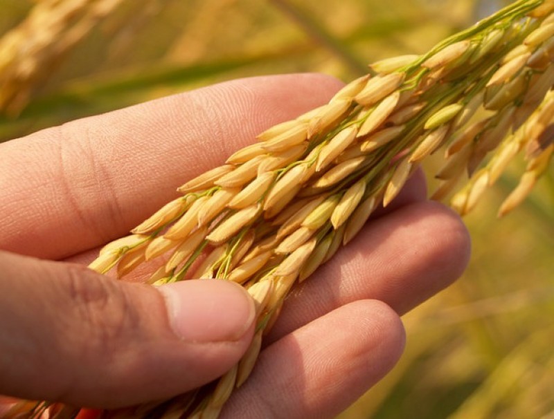 Filipinas aprueba un arroz MG con alto contenido en hierro y zinc