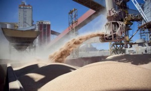 Cebada, trigo, soja, sorgo y maíz: Senasa abrió el registro para exportar a China