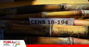 Cenaca acelera la innovación para transformar la producción de caña