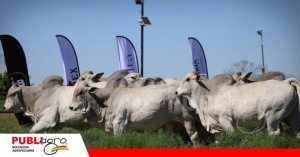 Siete toros Nelore de Agropecuaria HB son seleccionados por centrales de genética de Brasil