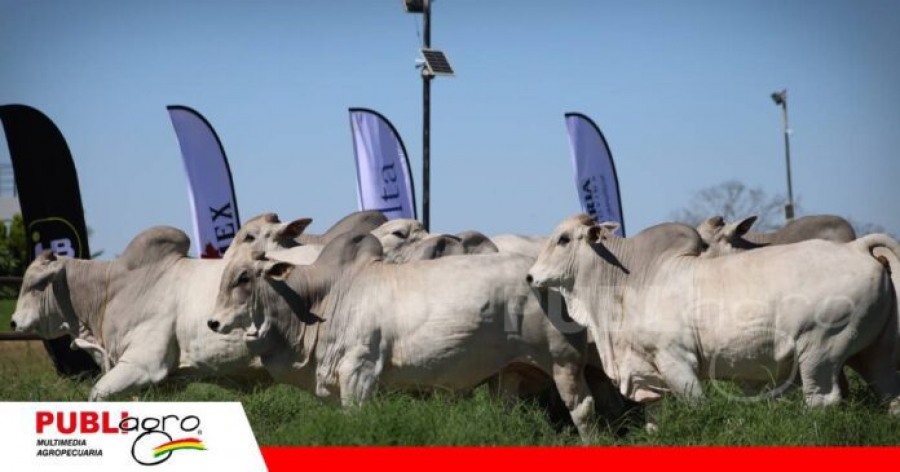 Siete toros Nelore de Agropecuaria HB son seleccionados por centrales de genética de Brasil