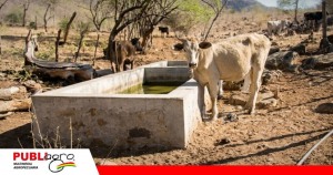 Sequía comienza a golpear al sector ganadero de Huacareta y pone en riesgo las fuentes de agua