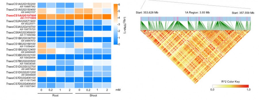 Un alelo de élite TaNPF7.6-A1 mod mejora la eficiencia del uso de nitrógeno y el rendimiento de grano en el trigo
