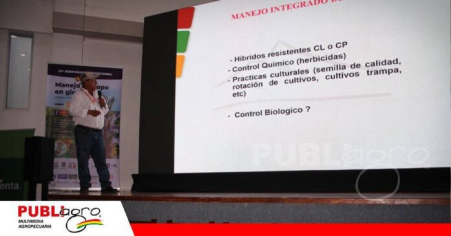 Control biológico se suma a la estrategia para enfrentar el jopo en girasol