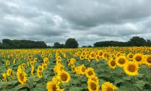 La siembra de girasol crecerá un 5,3 %: las exportaciones se duplicaron en siete meses