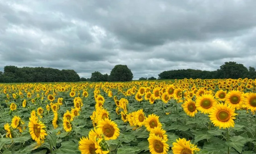 La siembra de girasol crecerá un 5,3 %: las exportaciones se duplicaron en siete meses