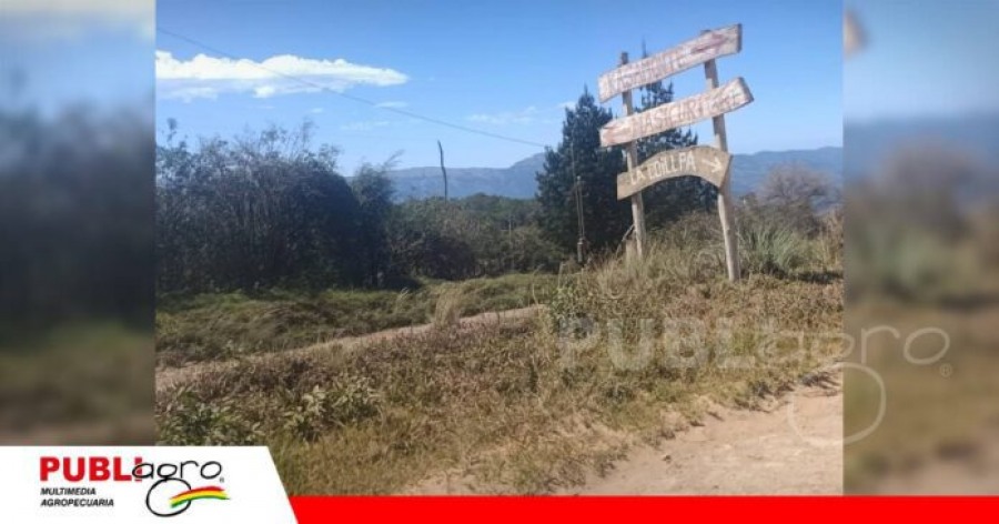 En las alturas de Vallegrande, la lima se convierte en el fruto estrella de Coillpa