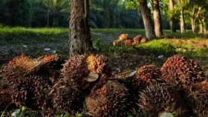 Producción de aceite de palma creció 9,7% durante agosto y alcanzó 155.900 toneladas