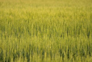 Los agricultores canadienses luchan contra la lluvia retrasa la cosecha; la calidad duele