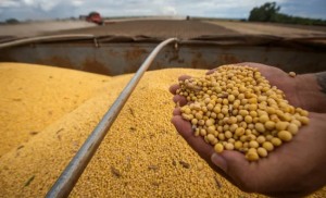 Ley de semillas: el Gobierno argentino decidirá sobre el uso propio tras la falta de acuerdo entre la industria y los productores