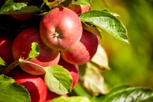 Un estudio identifica genes que controlan el crecimiento de la manzana enana