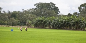 Productores de arroz de Casanare buscan alivios tras inundaciones en cultivos y bajos precios