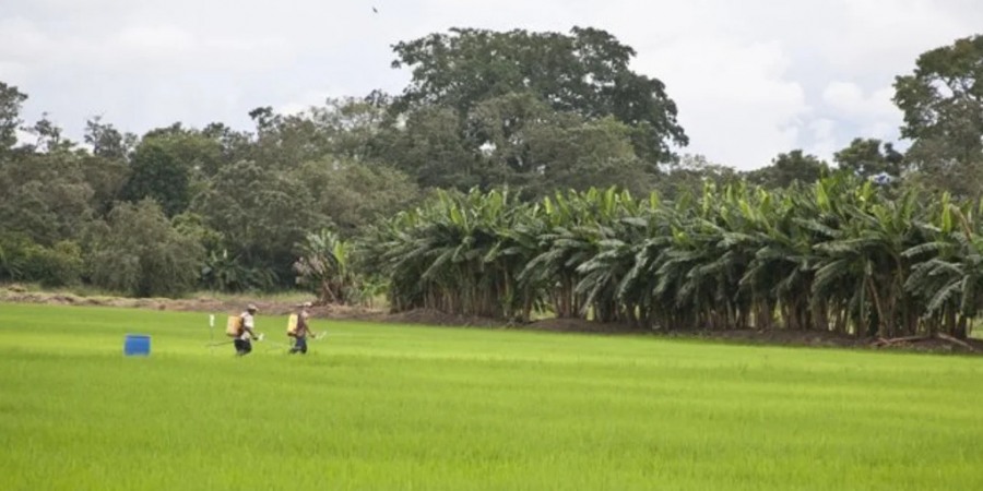 Productores de arroz de Casanare buscan alivios tras inundaciones en cultivos y bajos precios