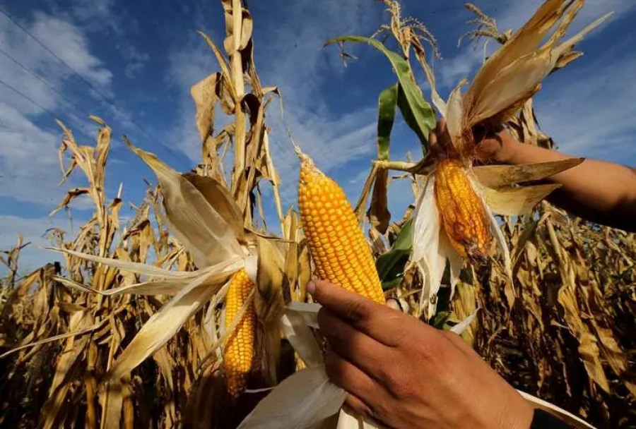 Sector agropecuario propone aprobar semillas genéticamente mejoradas de maíz en Santa Cruz