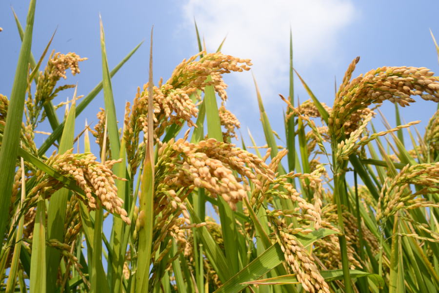 CRISPR ayuda a confirmar el transportador de arroz clave para la resistencia bacteriana al tizón