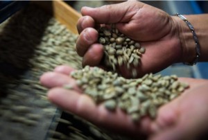 Perú: Concretan primera transferencia tecnológica de IA para el café en el norte del país
