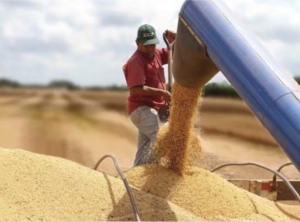 La exportación de soya supera a la de hidrocarburos y genera USD787 millones hasta agosto