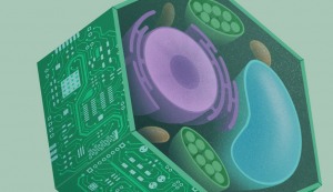 El receptor de células vegetales equilibra las señales de los alimentos y los enemigos