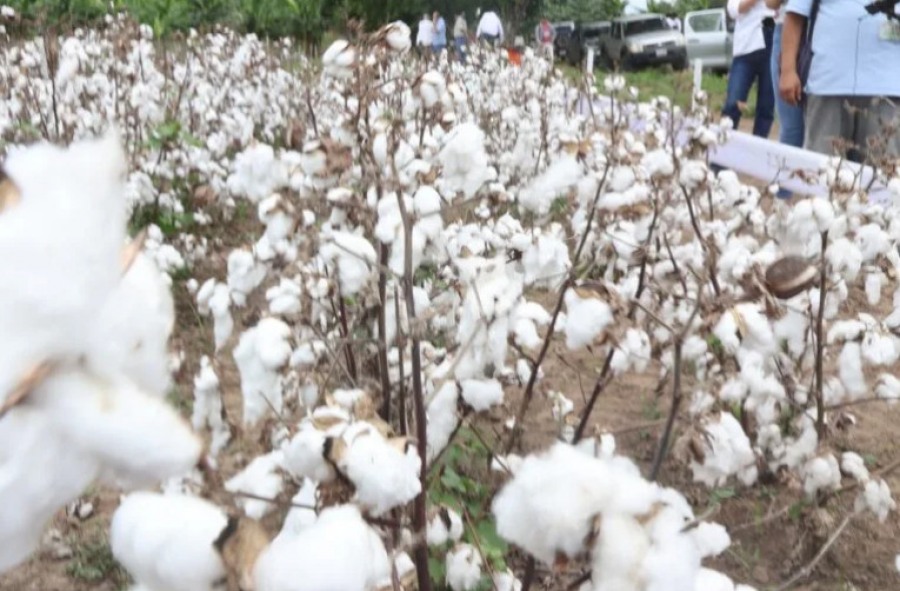 Producción de algodón en Santa Cruz se reduce a 1.200 toneladas en la campaña 2026