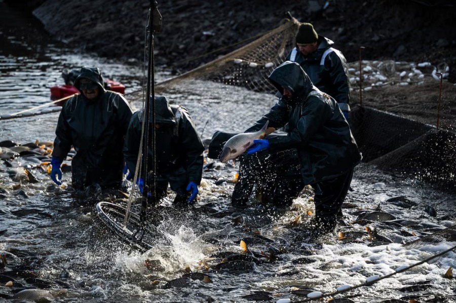 Hungría utiliza el agua procedente de la piscicultura para reactivar las tierras afectadas por la sequía
