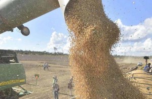 Bolivia: Estiman producir 700.000 toneladas de soya en siembra de invierno
