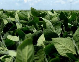 Argentina: Autorizan una nueva soya genéticamente modificada, con tolerancia múltiple a 4 tipos de herbicidas