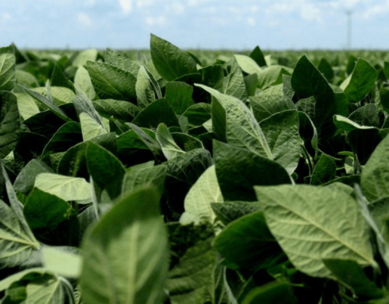 Argentina: Autorizan una nueva soya genéticamente modificada, con tolerancia múltiple a 4 tipos de herbicidas