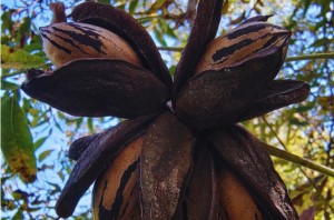 Con pruebas de ADN, verifican la identidad de los cultivares de pecán