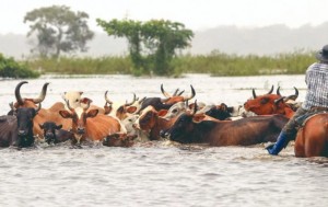 OEA advierte: El Niño amenaza la producción en Bolivia