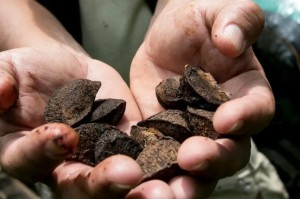 RIBERALTA PROYECTA REPOBLAR LA AMAZONÍA CON CASTAÑA