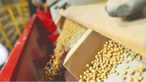 BOLIVIA: La certificación de semillas retrocede y alerta al agro de Santa Cruz