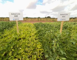 Soya editada genéticamente con ciclo más corto en Reino Unido