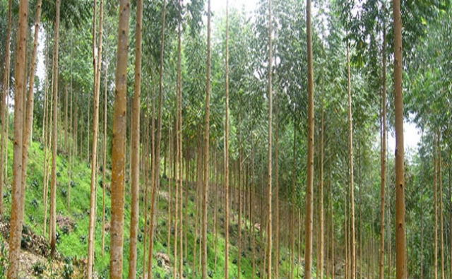 ¿Cuántos gases de efecto invernadero emiten las plantaciones forestales?
