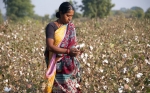En la India los agricultores regresan al algodón Bt después de experimentar y fallar con la variedad convencional
