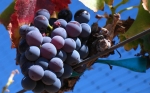 Las bacterias de la uva y del vino, al descubierto por su ADN